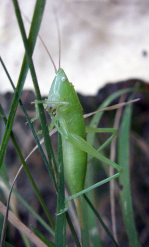 Ruspolia nitidula - ninfa